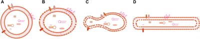 The regulatory role of exosomes in venous thromboembolism